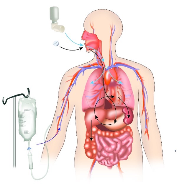 Cutaway diagram of the human body (head, arms, and torso) showing the blood (arteries in red and veins in blue) and internal organs. Drug delivery is shown by intravenous drip with a blue arrow into the arm, medicine tablet with a black arrow into the mouth, and inhaler with a blue arrow through the mouth into both lungs. The life of the drug in the body is shown by black arrows from mouth to stomach, from stomach to liver, from liver to heart, from blood to kidney, and from liver to intestines.