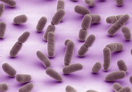 Many oblong bacteria, some with a narrow band near their middle.