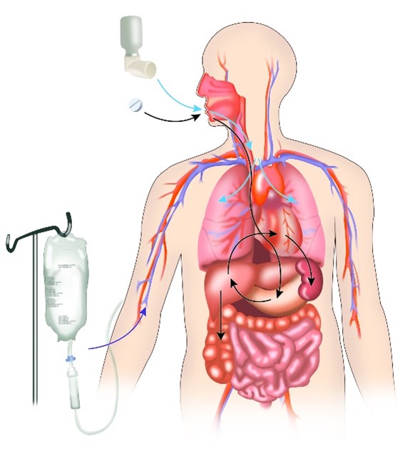 Cutaway diagram of the human body (head, arms, and torso) showing the blood (arteries in red and veins in blue) and internal organs. Drug delivery is shown by intravenous drip with blue arrow into the arm, tablet with black arrow into the mouth, and inhaler with twin blue arrows through the mouth into both lungs. Life of drug in the body is shown by black arrows from mouth to stomach, from stomach to liver, from liver to heart, from blood to kidney, and from liver to intestines.