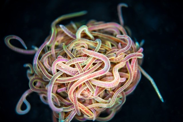 Brightly colored worms forming a large ball.
