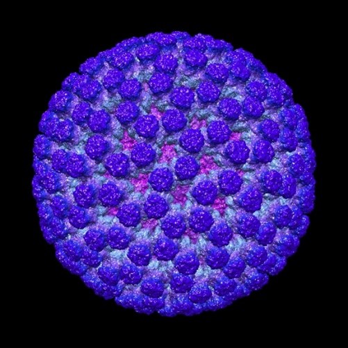A sphere with evenly spaced blue projections and a pink core.