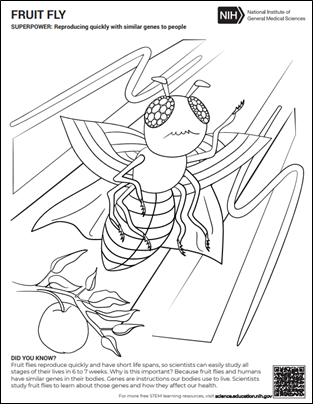 A cartoon drawing of a fruit fly wearing a cape. Text reads: Superpower: Reproducing quickly with similar genes to people. Did you know? Fruit flies reproduce quickly and have short life spans, so scientists can easily study all stages of their lives in 6 to 7 weeks. Why is this important? Because fruit flies and humans have similar genes in their bodies. Genes are instructions our bodies use to live. Scientists study fruit flies to learn about those genes and how they affect our health.
