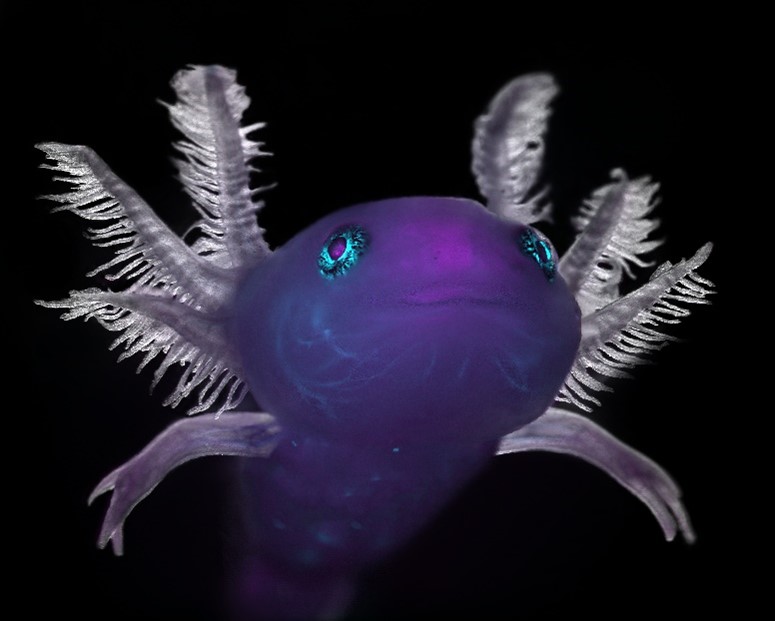 A glowing purple salamander, with three feathery projections on each side of its head. Light blue spots appear in the salamander’s eyes and throughout its body.