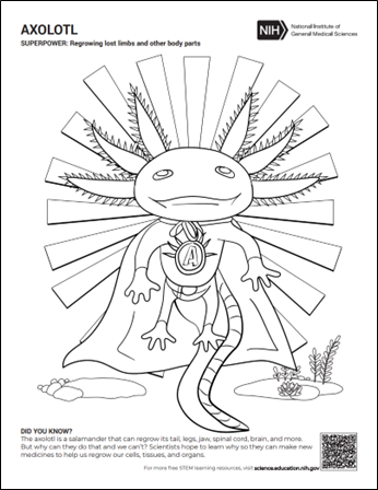 A cartoon drawing of an axolotl wearing a cape.
