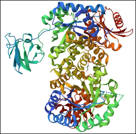 An enzyme shown as a connected complex of colored ribbons and flat sheets.