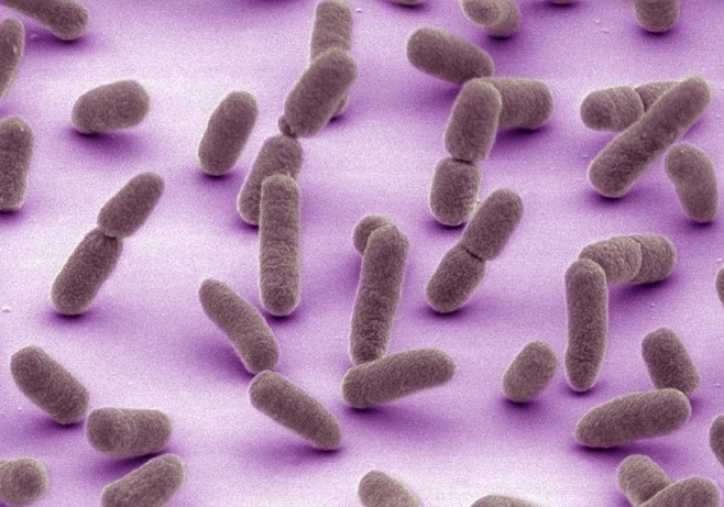 Escherichia coli bacteria shown as several brown, oblong ovals.