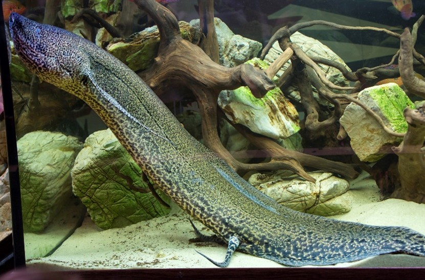 A long, eel-like fish in a tank.
