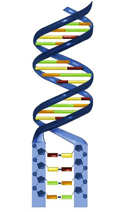 A double helix of DNA, with part of it enlarged to show the base pairing. 