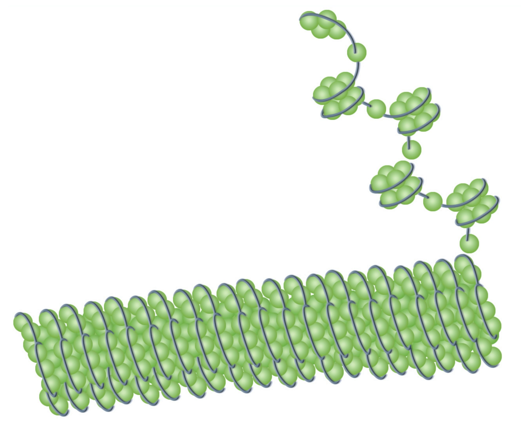A dark green strand representing DNA wound around bright green beads of histones tightly packed like a string to form chromatin.