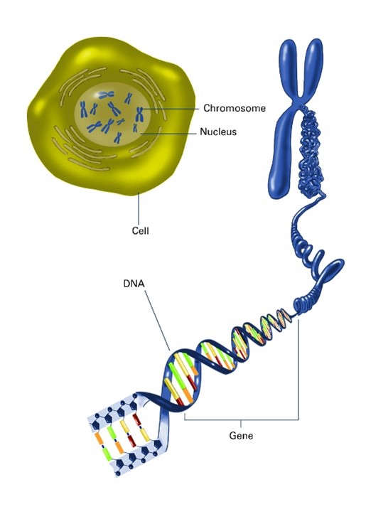 On the left, a cell contains a nucleus, which has chromosomes inside. On the right, a chromosome is unraveled into a strand of DNA, a segment of which is identified as a gene.