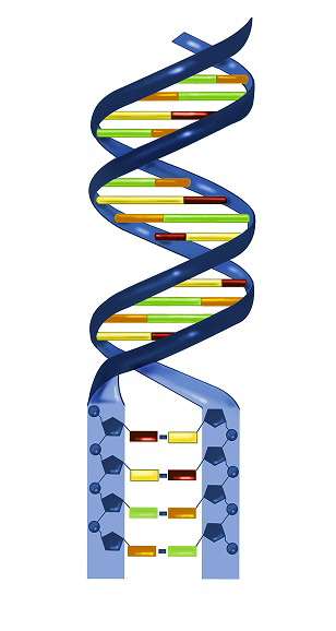 A strand of DNA resembling a twisted ladder where each rung is half one color and half another.