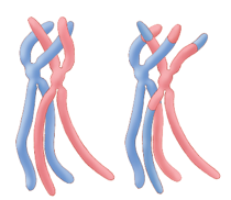 On the left, two chromosomes shown as elongated x-shaped structures, one blue and the other pink. On the right, the chromosomes have swapped pieces with each other so that each contains both colors.