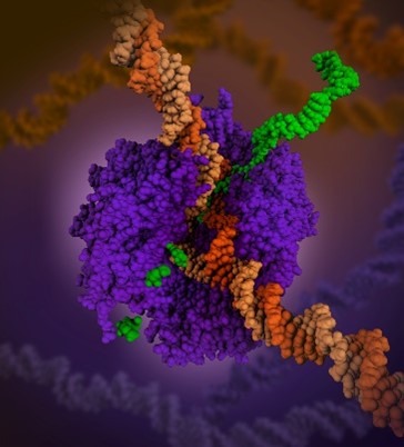 RNA polymerase shown as an irregularly shaped purple structure wrapped around a long, orange DNA double helix to produce a green messenger RNA molecule.