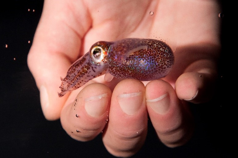 A Hawaiian bobtail squid swimming in front of a submerged hand, appearing as if to fit into the palm of the hand.