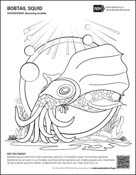 A cartoon drawing of a bobtail squid in the ocean. Text reads: Superpower: Becoming invisible. Did you know? Bobtail squid hide from their enemies using an “invisibility cloak” formed by bacteria. Bacteria live on and in our bodies, too! But some bacteria can make people sick. Scientists study bobtail squid to better understand how bacteria can help and hurt us.
