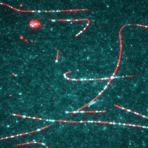 Microscopy recording of straight and curved red lines with intermittent green spots moving along the lines.