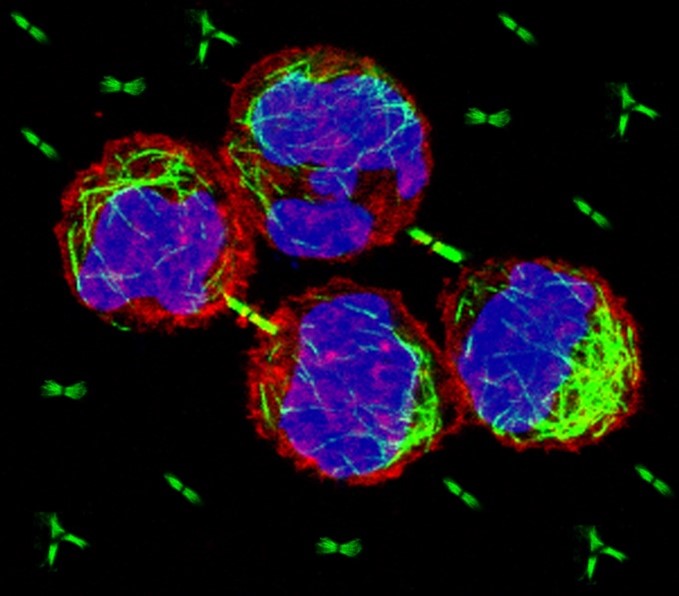 Four cells appearing as circular, multicolored structures. The midbody—shown as two green, rectangular structures—connect the cells into pairs. Many other midbodies surround the cells.