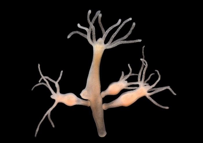 A hydra with a branched, tubelike body and tentacles extending from the main body and branch.