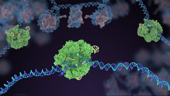 Round green enzyme wrapping around and removing a section of DNA that's a long, twisting rope of blue and purple.