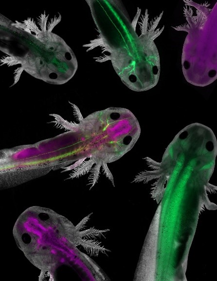 Six transparent salamanders with feathery projections behind their heads and green and purple structures inside.