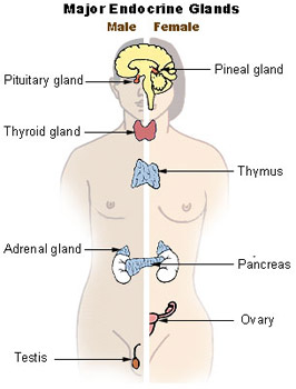 Divided outline of the human body that shows a male on the left and female on the right. Labels point to the different endocrine glands mentioned in this post.