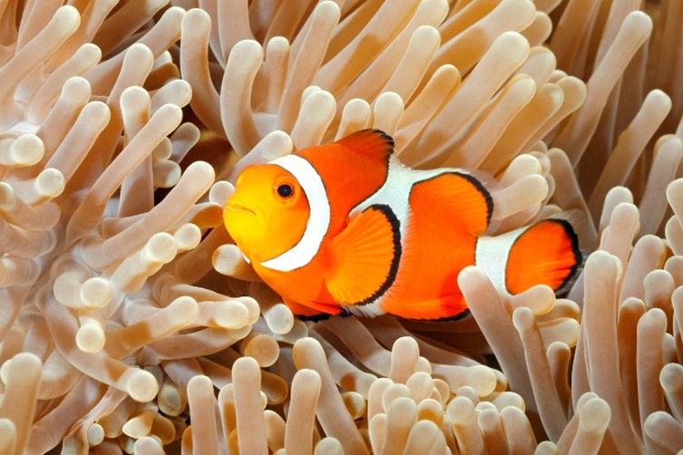 An orange and white striped fish surrounded by many short, pale tentacles of a sea anemone.