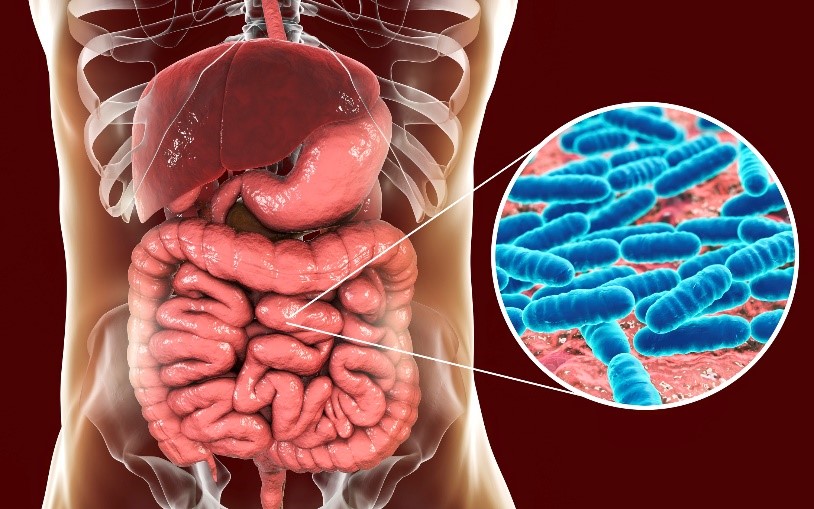 Picture of liver, stomach, small intestines, and large intestines in the human body, with a magnified image from the small intestine showing rod-shaped Lactobacilli.