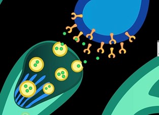 A neuron shown as an oval structure holding several spheres, or vesicles, which contain small dots, or neurotransmitters. Two vesicles merge with the edge of the nerve cell and release the neurotransmitters. Across a synapse, shown as a small gap, Y-shaped structures representing receptors on another oval neuron catch the neurotransmitters.