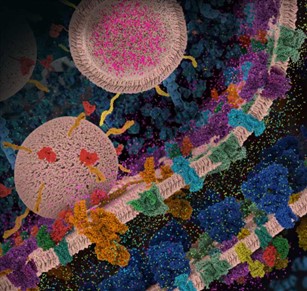 Two vesicles depicted as spheres, one shown in cross section, revealing many small dots, or neurotransmitters, inside. The vesicles approach a set of parallel curved lines representing the edges of two separate nerve cells, with a gap, or synapse, in between. 