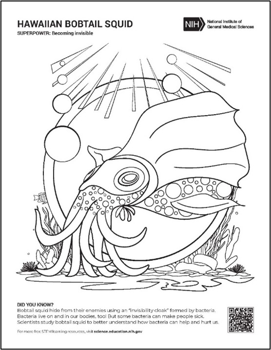 A cartoon drawing of a bobtail squid in the ocean. Text reads: Superpower: Becoming invisible. Did you know? Bobtail squid hide from their enemies using an “invisibility cloak” formed by bacteria. Bacteria live on and in our bodies, too! But some bacteria can make people sick. Scientists study bobtail squid to better understand how bacteria can help and hurt us.