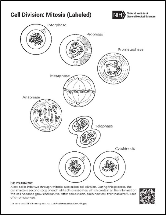 A drawing of the different stages of cell division, labeled.