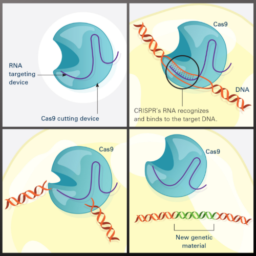 Frame 1: Cas9 cutting device, a blue orb, with an RNA-targeting device, a purple line, running through it. Frame 2: A red double helix bound to the RNA strand. Text reads: CRISPR’s RNA recognizes and binds to the target DNA. Frame 3: Cas9 breaking the DNA strand. Frame 4: New genetic material, green, being inserted into the original red DNA double helix.