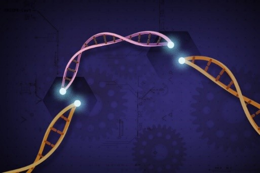 A pink double helix filling a break in an orange double helix.