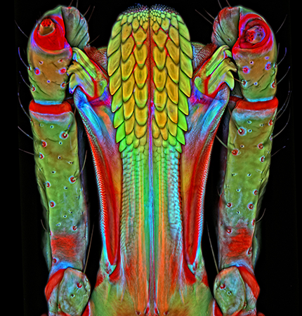 A colorful tick mouth with a center part covered in barbs and an oblong structure on each side.