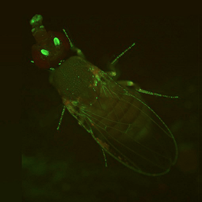 A fruit fly with a green outline along the wings and legs.