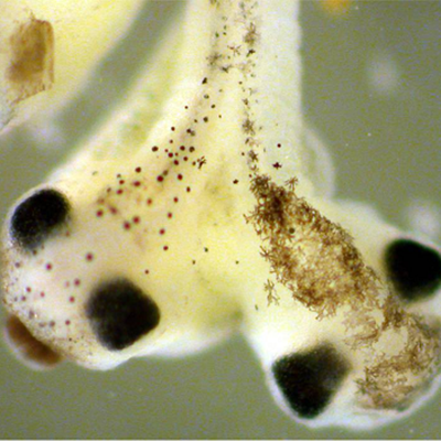 A white tadpole with two heads.