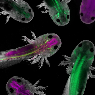 Transparent salamanders with stripes of purple and green.