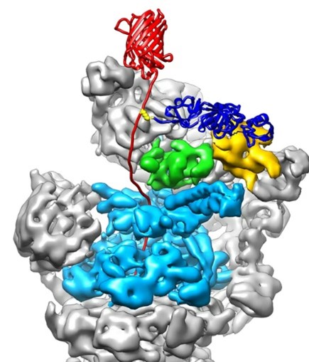 A red mass with a blue mass attached to its long red tail (a ubiquinated protein), held on a multicolored blob (a proteasome).