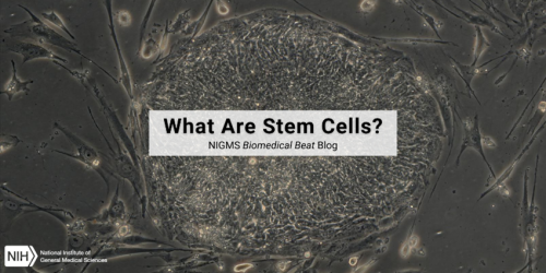 What Are Stem Cells? – Biomedical Beat Blog – National Institute of ...