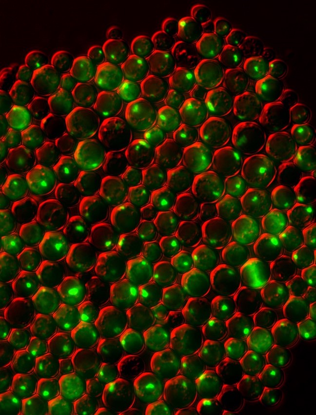 Cells shown as circles outlined in red with bright green spots inside many of them.