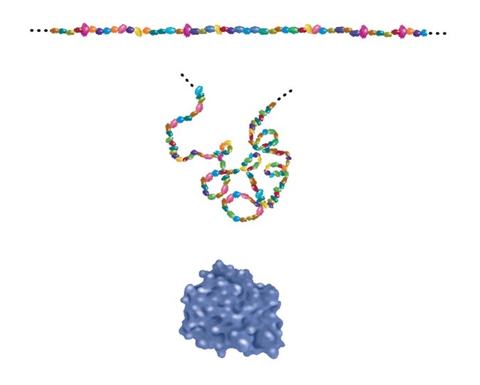 Three protein structure illustrations: 1) differently colored beads on a string; 2) the string twisted and folded; and 3) a large, amorphous structure representing a folded protein.