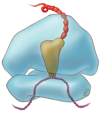 Ribosomes depicted as two large, blue blobs with a purple-beaded string of mRNA on the bottom and a red-beaded string of proteins on the top, connected by a brown blob of tRNA molecules.