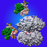 Molecular structure of the three proteins in blue-green algae’s circadian clock.  Credit: Johnson Lab, Vanderbilt University.