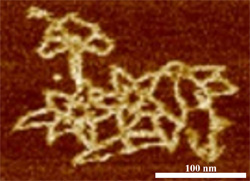 An electron microscopy image shows DNA folded into the intricate, computer-designed structure shown at the top