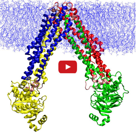 Animation depicts the changes that allow a protein transporter to do its job.