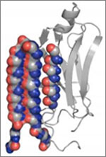 Structure of a protein involved in disease-associated amyloid fibrils.