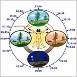 Illustration of circadian rhythm.