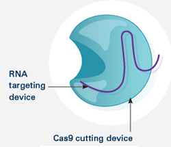Illustration of CRISPR system