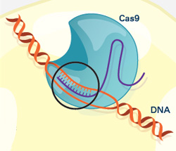 CRISPR system in a cell