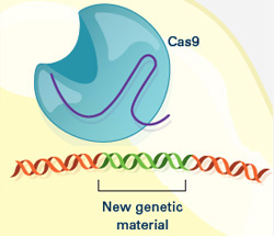 New genetic material incorporated into the broken DNA